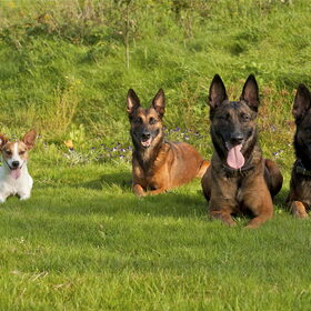 Bikkel, Blitz, Bentley & Sky