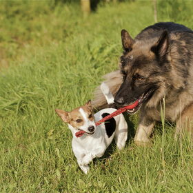 Bikkel & Wolf