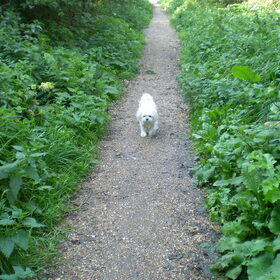 29-09-2011 Chicka op haar gemak in het bos