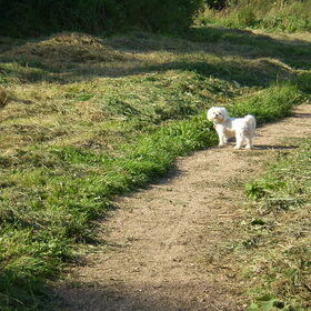 29-09-2011 CHICKA IN HET BOS