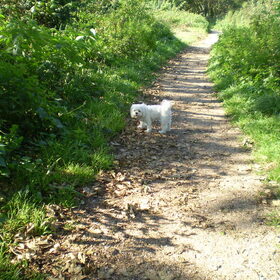 29-09-2011 CHICKA IN HET BOS