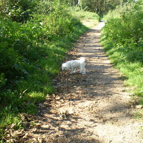 29-09-2011 CHICKA IN HET BOS