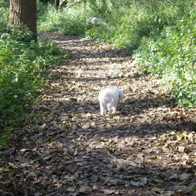 29-09-2011 CHICKA LOOPT DOOR HET BOS OP HAAR GEMAK