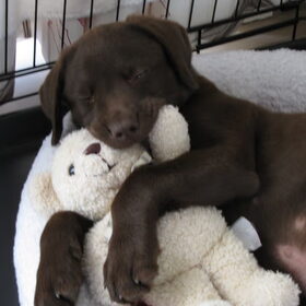 Casper met zijn favoriete knuffel. Die heeft hij al sinds hij…