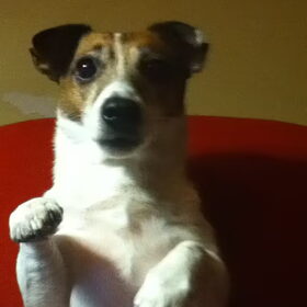 Hondenfoto van Robin & Pepper