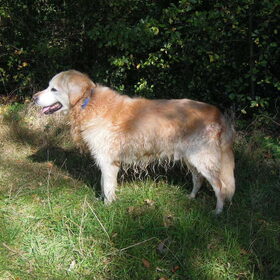 nike in de schaduw