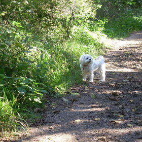 30-09-2011 Met m,n lieve Chicka in het bos