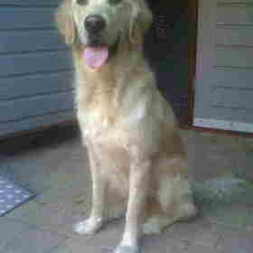 Hondenfoto van Brenda & Buddy & Bobby & Onyx