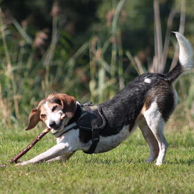 Hondenfoto van team Shadow