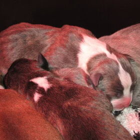 Hondenfoto van Jimmy -Anneke - doggy's: Zoë en Angie