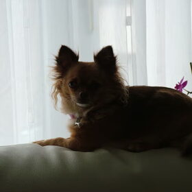 Hondenfoto van Jimmy -Anneke - doggy's: Zoë en Angie