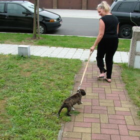 Hondenfoto van Jimmy -Anneke - doggy's: Zoë en Angie