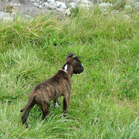 Hondenfoto van Jimmy -Anneke - doggy's: Zoë en Angie