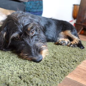 Hondenfoto van Pepijn & Otis