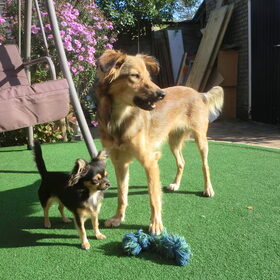 Jamie, Kiwi en Sepp (hondje van mijn moeder) (20)
