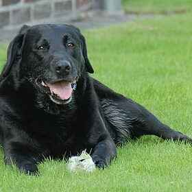 Onze Senna (zij is nu 13 jaar oud)