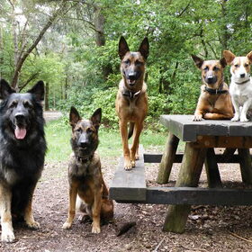 Hondenfoto van De Mecheltjes clan