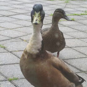 Duck en Blab