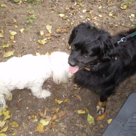 Chicka ontmoet een ander hond, hondje zat aan de riem,en mocht…