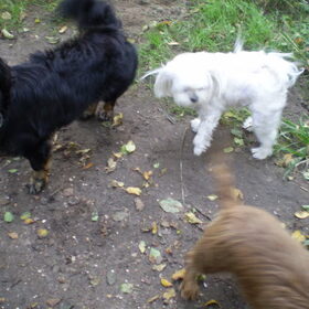 WAT EEN OVERWINNING NU 2 HONDEN BIJ CHICKA !!!!!!!!!!!!! ben…