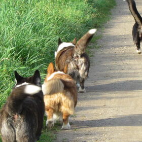 Aan de wandel met de honden