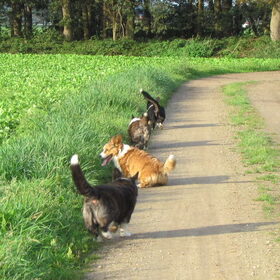 aan de wandel