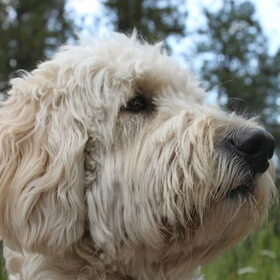 Onze boef