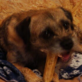 Dierendag 2011~~ MMMmm Lekker!!