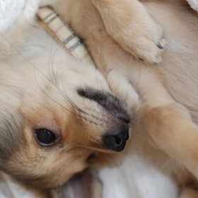 Ringo! (2)