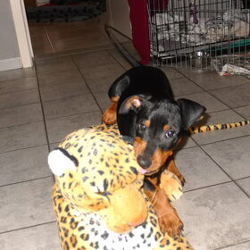 Hondenfoto van Marleen , Blacky & Justy