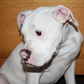 Hondenfoto van Boots , Ado( R.I.P.)  Lady en Tukker