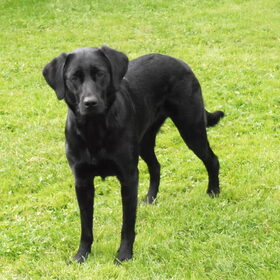 Hondenfoto van Marlies