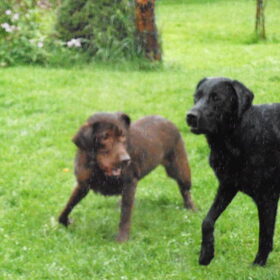 Hondenfoto van Marlies