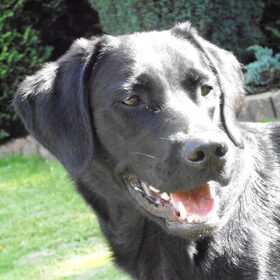 Hondenfoto van Marlies