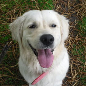 Hondenfoto van Sem en Nala <3