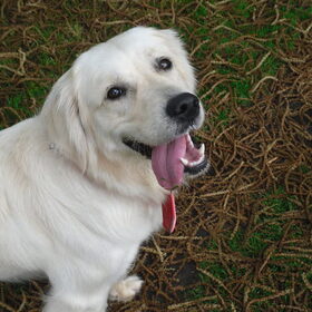 Hondenfoto van Sem en Nala <3