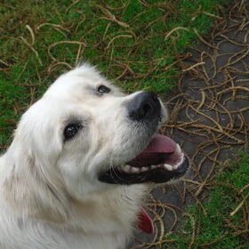 Hondenfoto van Sem en Nala <3