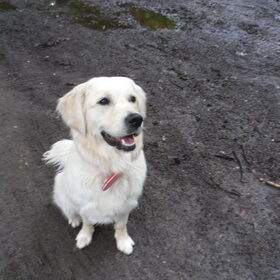 Hondenfoto van Sem en Nala <3