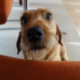 Lief