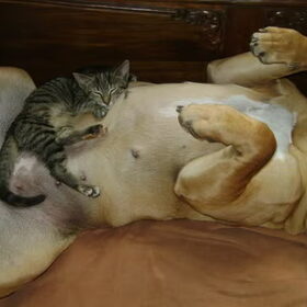 Ukkie en Lola. lola heeft ukkie zelf gevonden in ons weiland…