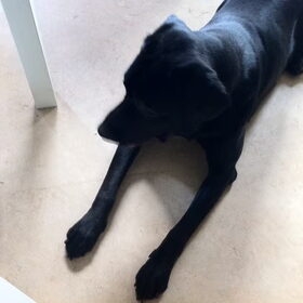 Hondenfoto van gj rocky labradors 