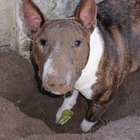 Miniatuur Bull Terrier "Jitske" (4)