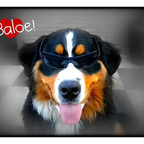 Hondenfoto van Madelon&Baloe