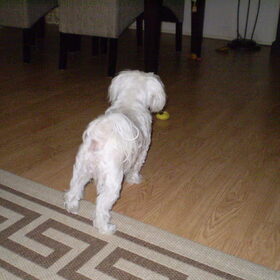 CHICKA GAAT WEER SPELEN, MET 1 VAN HAAR FAVO SPEELTJES, ZE IS…
