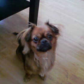 hey ik ben sheilah ik ben een kruising tussen een pekingees en…