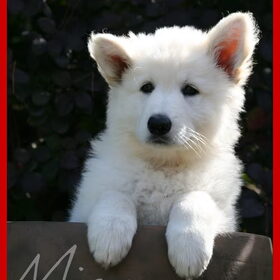 Hondenfoto van Beau,Kane en Romy The Magicstars