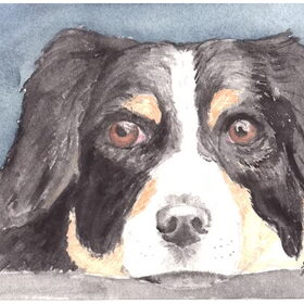 Australian Shepherd in aquarel