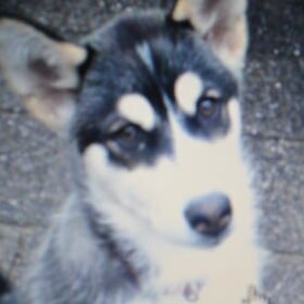 dit is misty onze nieuwe aanwinst. ze is nu 3 maanden.