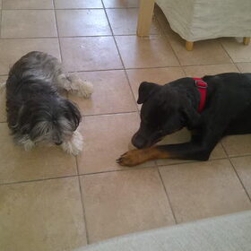 Tommie en Dencil ( dencil was een herplaatser )