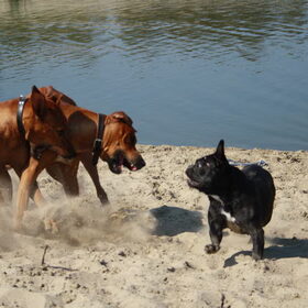 ik speel graag met grote honden. stoere meid he :)
